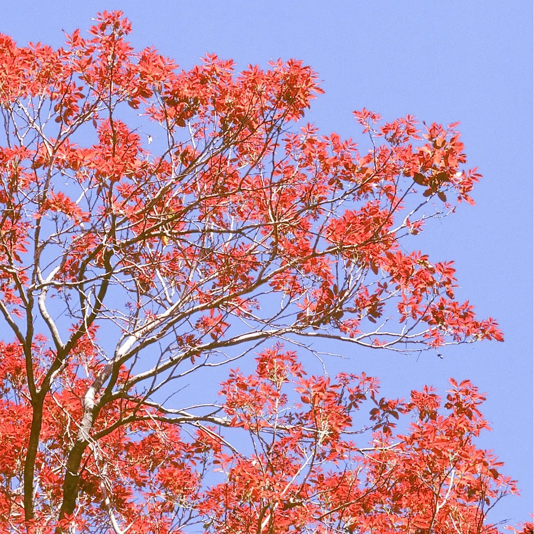 Schleichera Oleosa, Kusum tree
