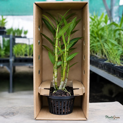 Dendrobium Orchid (White) - Dendrobium Hybrid