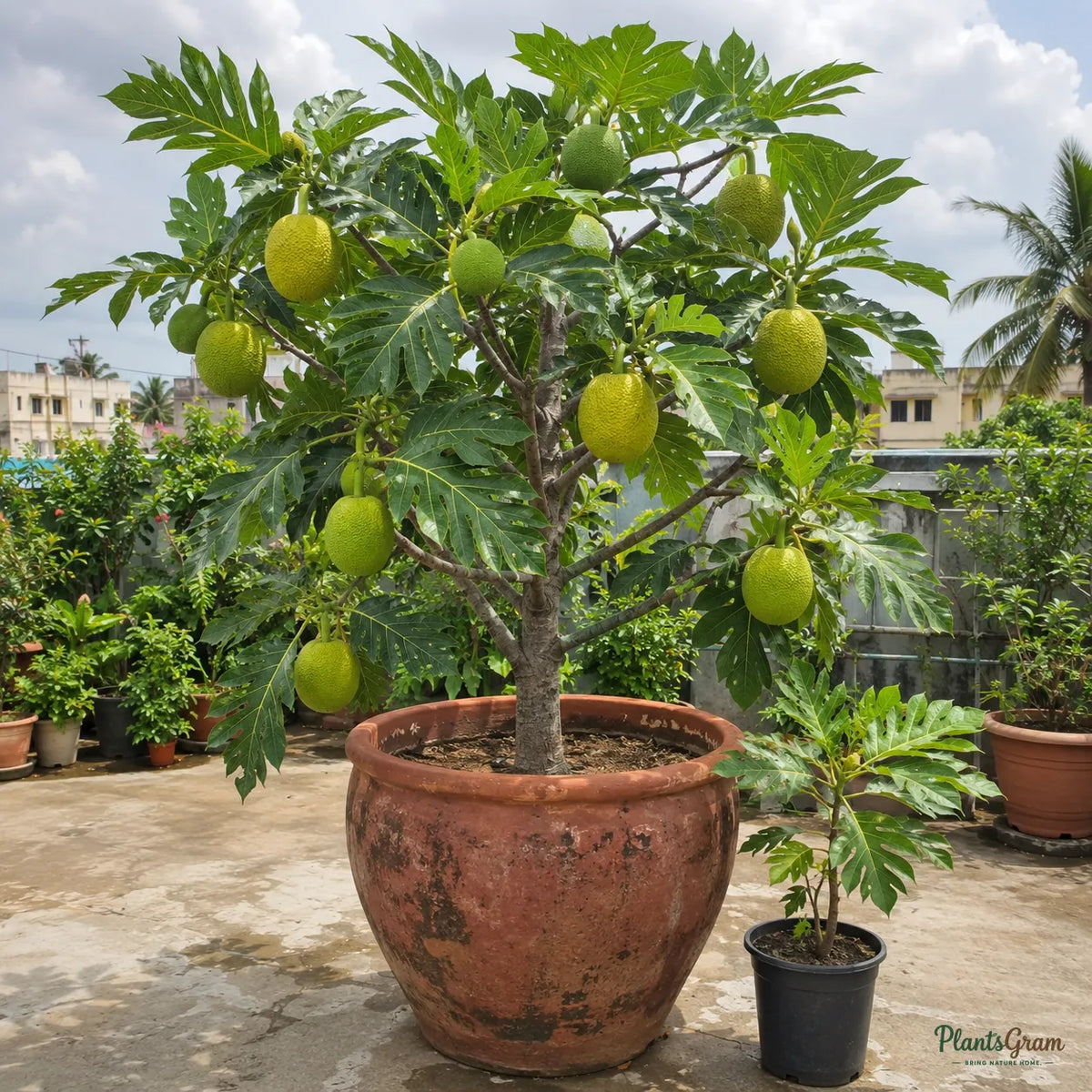Breadfruit (Artocarpus Altilis) - Fruit Plant