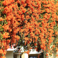 Trumpet Vine Plant (Orange Flower)