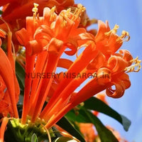 Trumpet Vine Plant (Orange Flower)