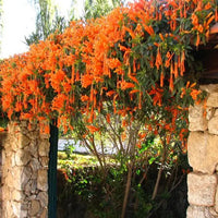 Trumpet Vine Plant (Orange Flower)