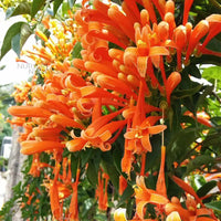 Trumpet Vine Plant (Orange Flower)