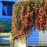 Trumpet Vine Plant (Orange Flower)