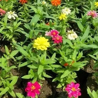 Zinnia (Zinnia Elegans) Plant