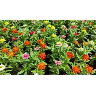 Zinnia (Zinnia Elegans) Plant