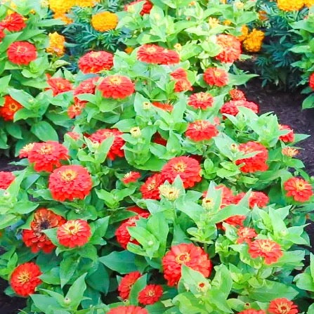 Zinnia (Zinnia Elegans) Plant