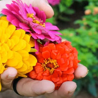 Zinnia (Zinnia Elegans) Plant
