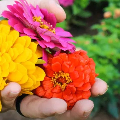 Zinnia (Zinnia Elegans) Plant