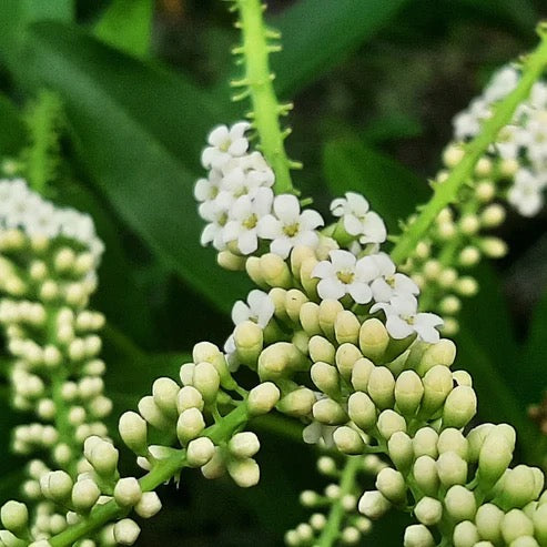Fiddlewood Tree | Vrindavan Champa – Plants