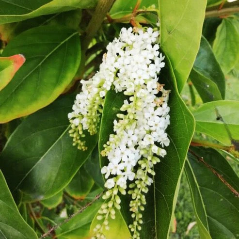 Fiddlewood Tree | Vrindavan Champa – Plants