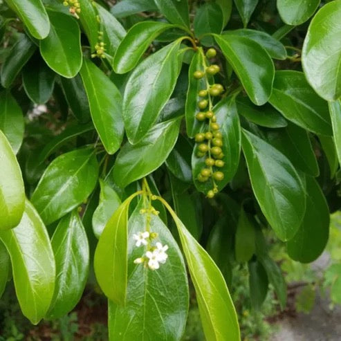 Fiddlewood Tree | Vrindavan Champa – Plants