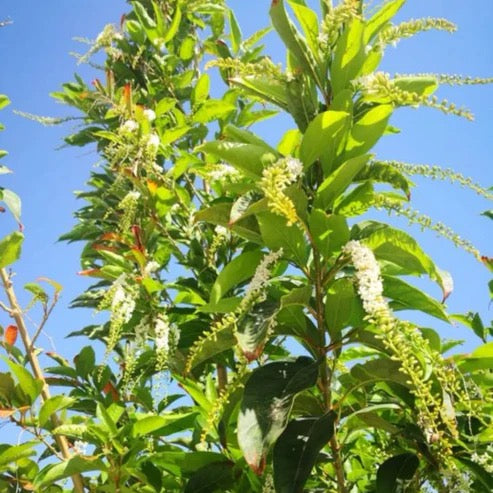 Fiddlewood Tree | Vrindavan Champa – Plants