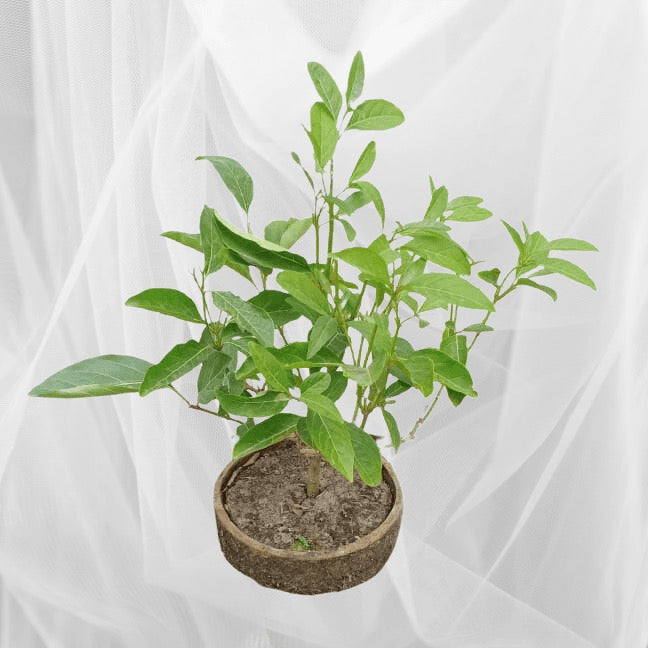 Fiddlewood Tree | Vrindavan Champa – Plants