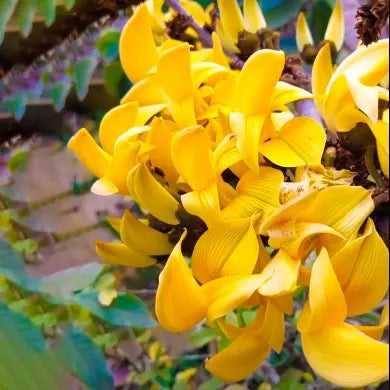 Yellow Palash ‘Butea Monosperma’