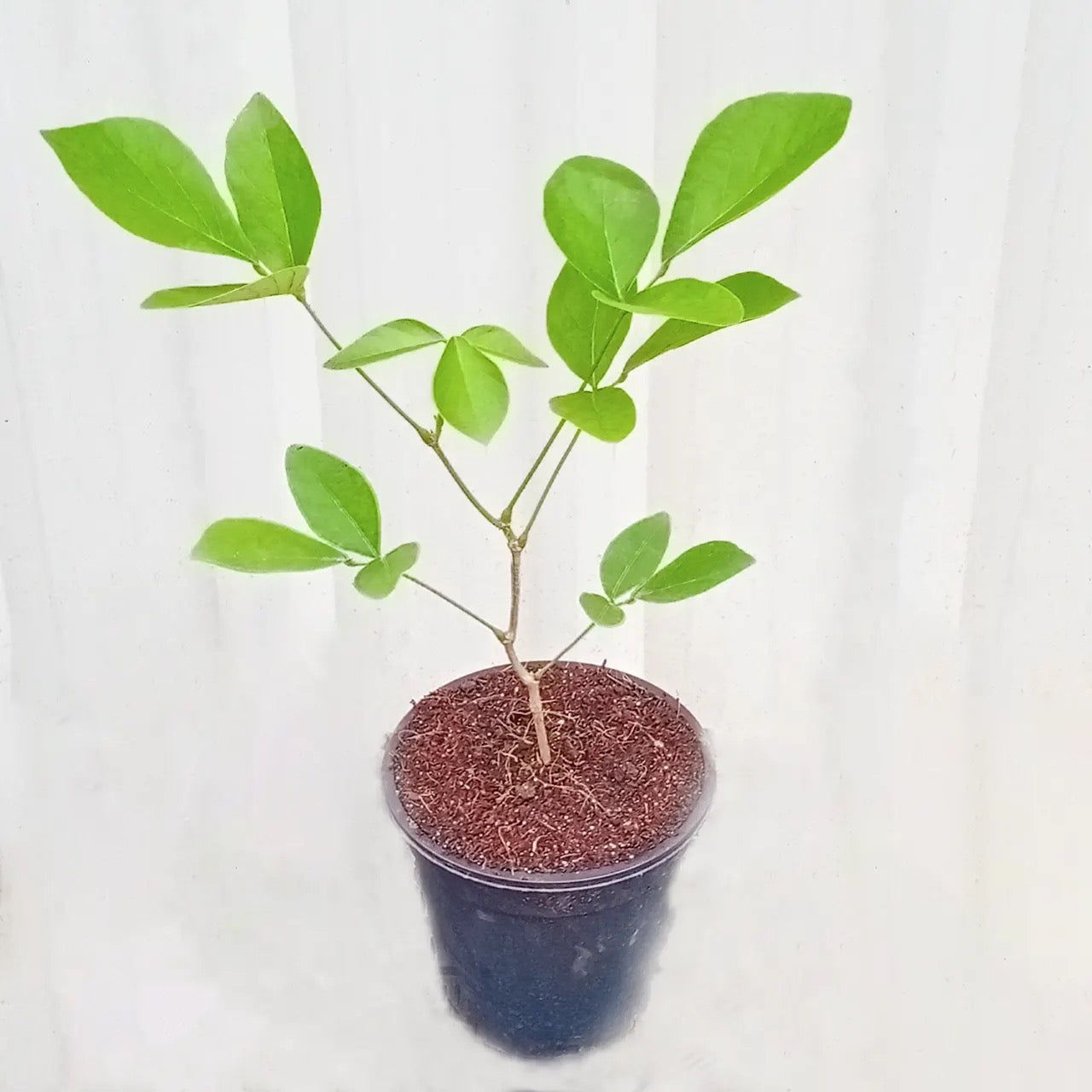 Yellow Palash ‘Butea Monosperma’