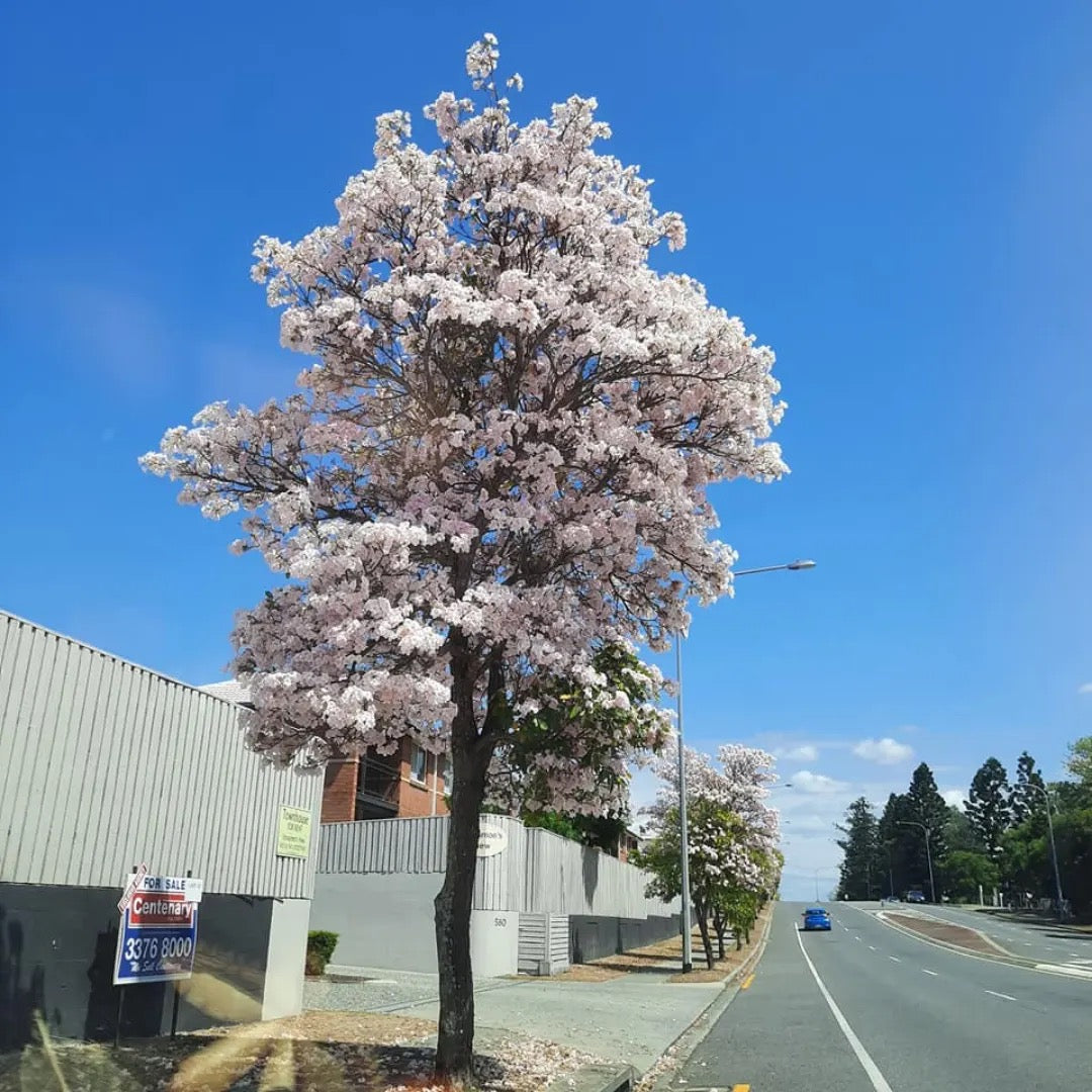 Tabebuia Pallida Plant | White Trumpet Tree
