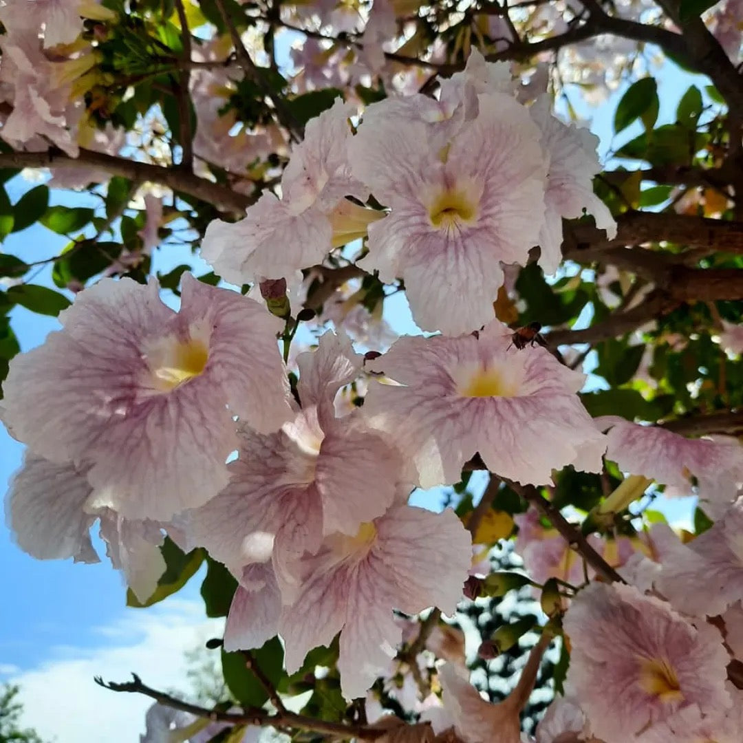 Tabebuia Pallida Plant | White Trumpet Tree