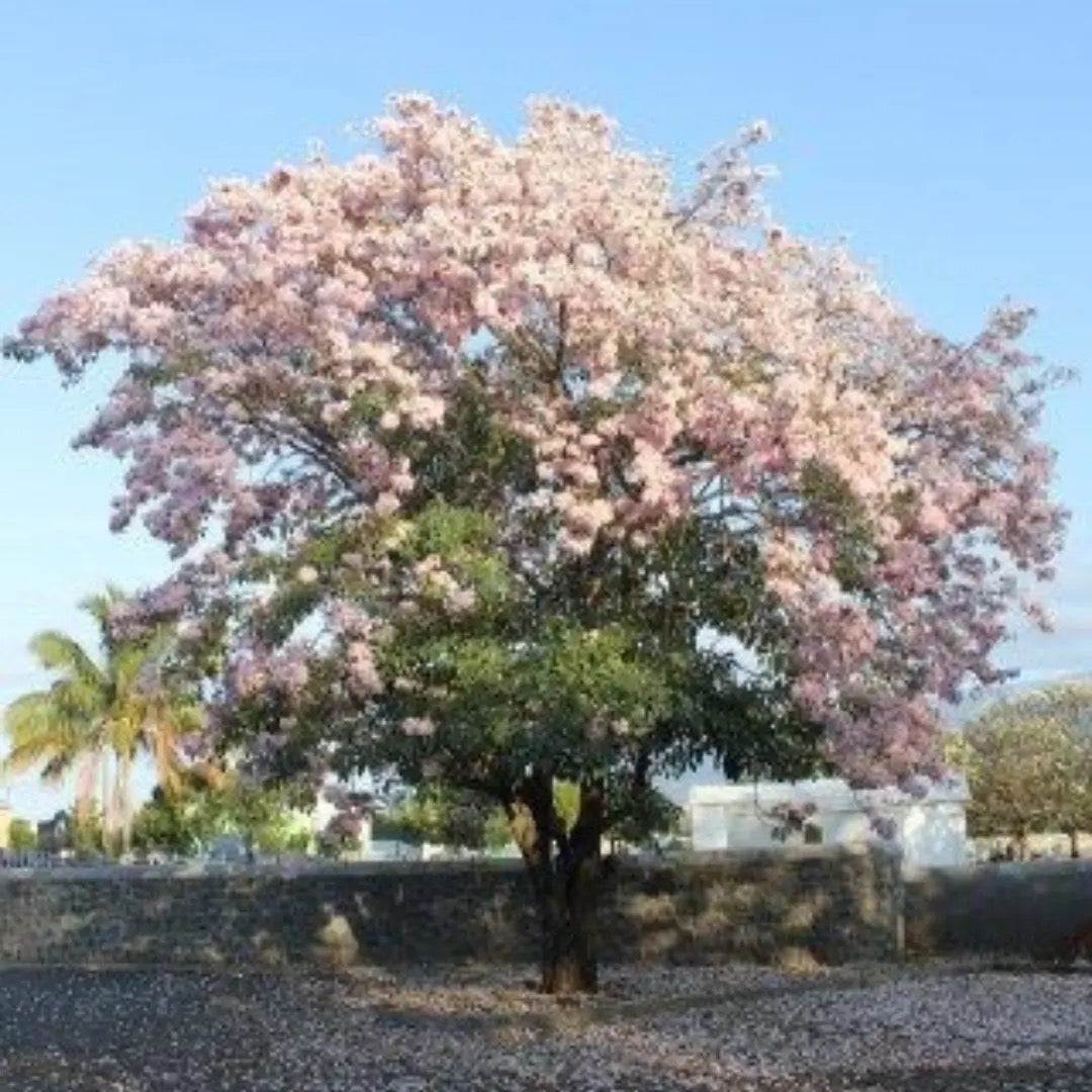 Tabebuia Pallida Plant | White Trumpet Tree