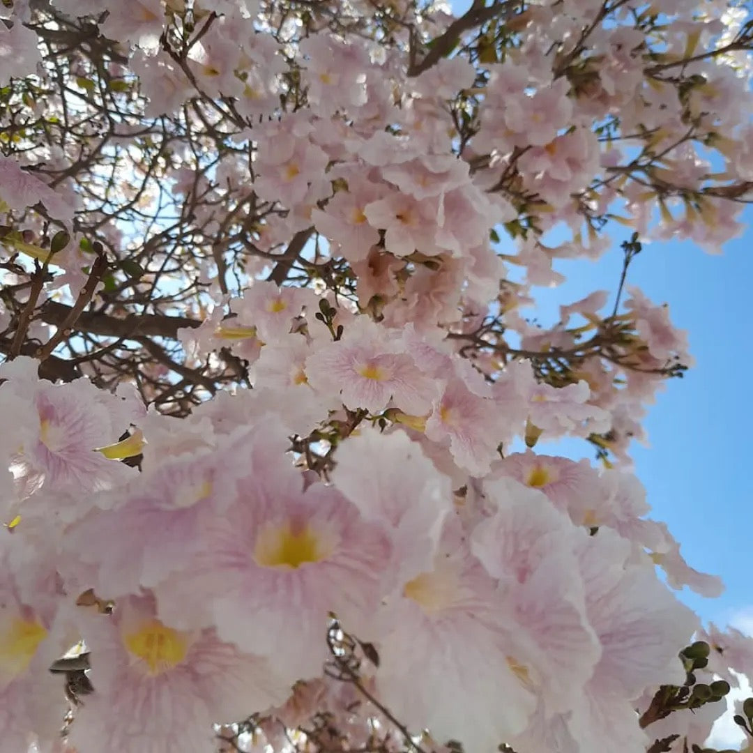 Tabebuia Pallida Plant | White Trumpet Tree