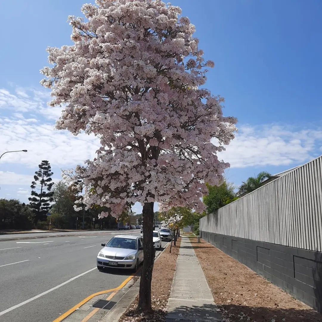 Tabebuia Pallida Plant | White Trumpet Tree