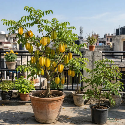 Star Fruit (Carambola, Grafted)