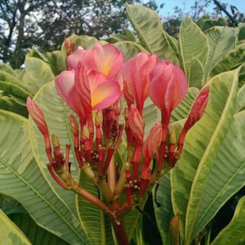 Variegated ‘Ametrine’ Plumeria – Plants