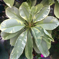 Variegated ‘Ametrine’ Plumeria – Plants