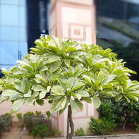 Variegated ‘Ametrine’ Plumeria – Plants