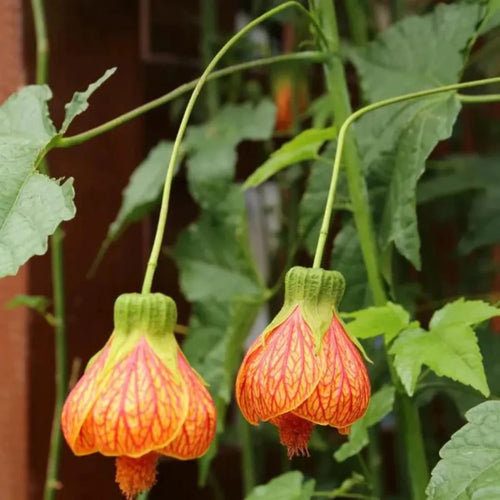 Abutilon pictum Abutilon striatum Bell Hibiscus – Plant