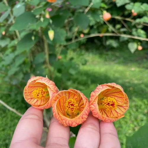 Abutilon pictum Abutilon striatum Bell Hibiscus – Plant