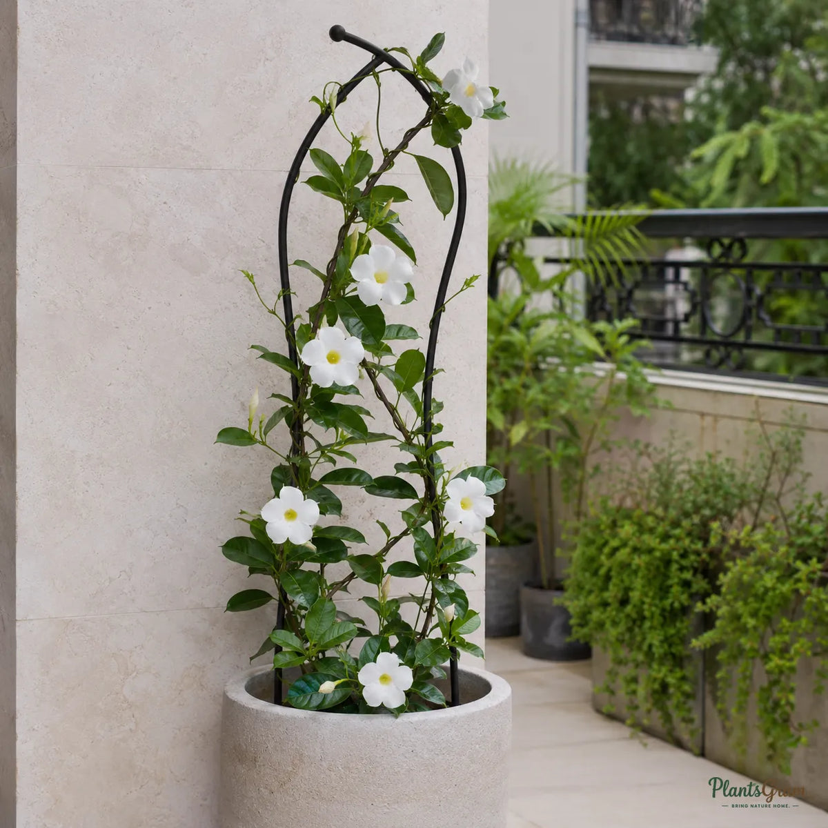 Mandevilla White Single - Flowering Climber