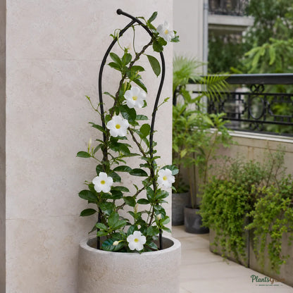 Mandevilla White Single - Flowering Climber