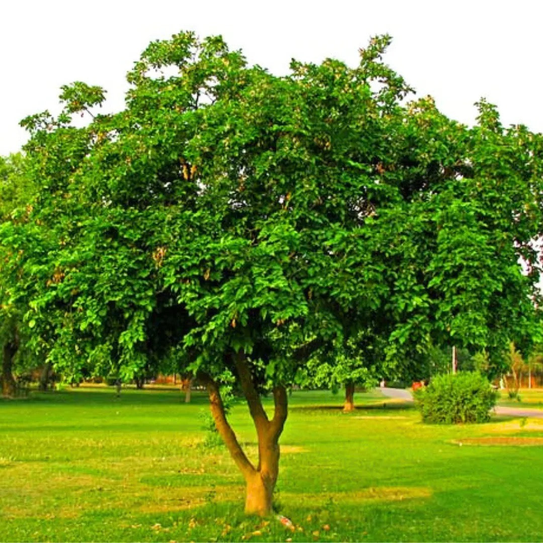 Karanja (Millettia pinnata) Plant