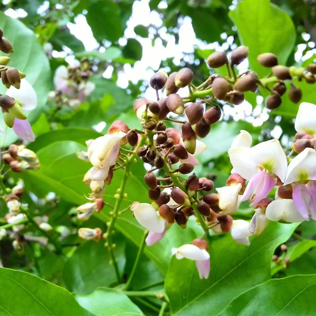Karanja (Millettia pinnata) Plant
