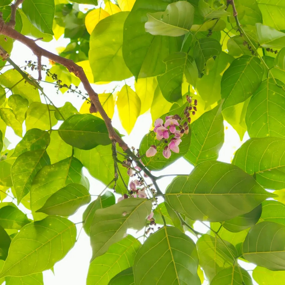 Karanja (Millettia pinnata) Plant