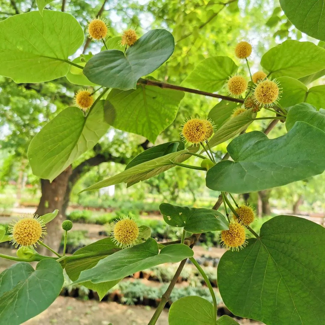Haldu Plant | Yellow Teak | Haldina cordifolia – Tree