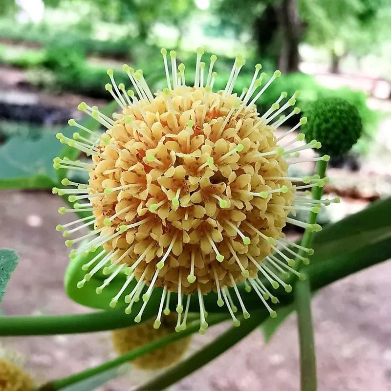 Haldu Plant | Yellow Teak | Haldina cordifolia – Tree