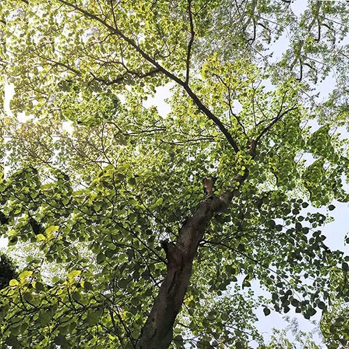 Haldu Plant | Yellow Teak | Haldina cordifolia – Tree