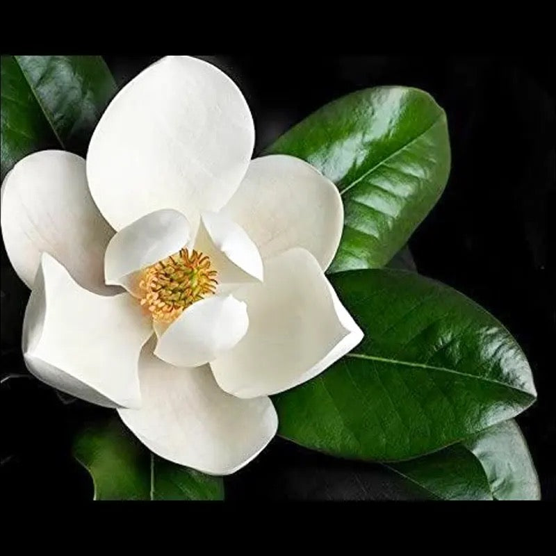 White Magnolia grandiflora, Him Champa – Plant