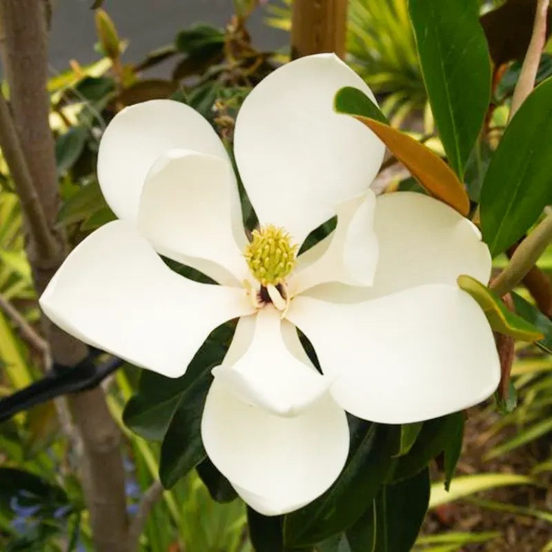 White Magnolia grandiflora, Him Champa – Plant