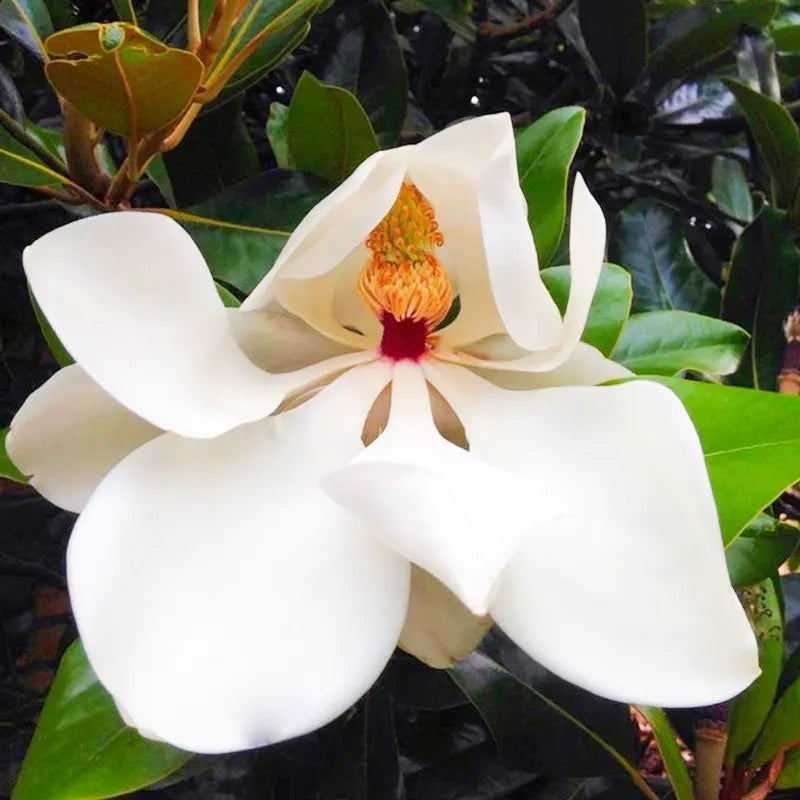 White Magnolia grandiflora, Him Champa – Plant