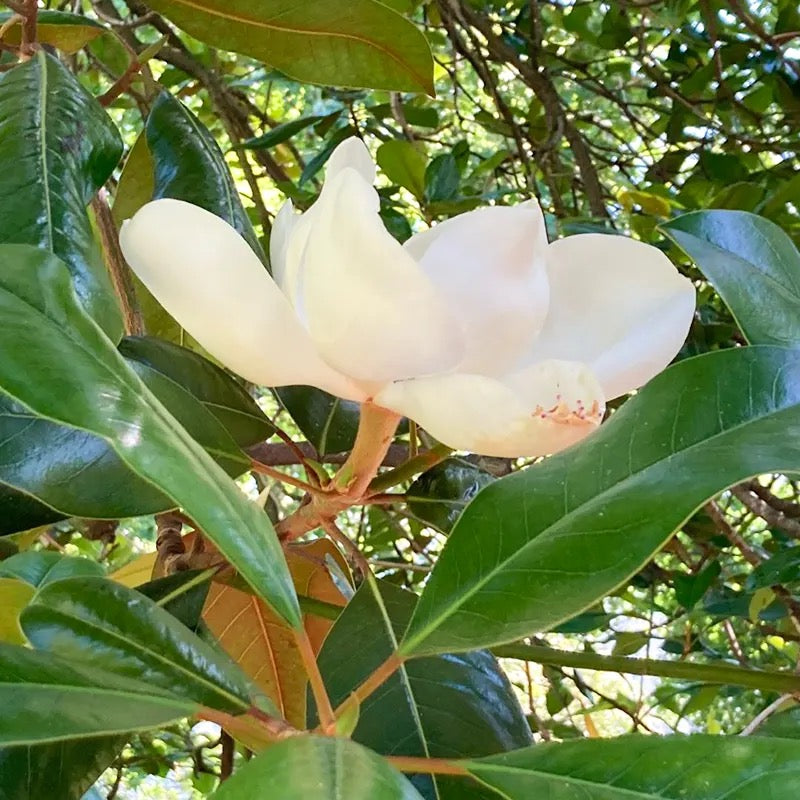 White Magnolia grandiflora, Him Champa – Plant