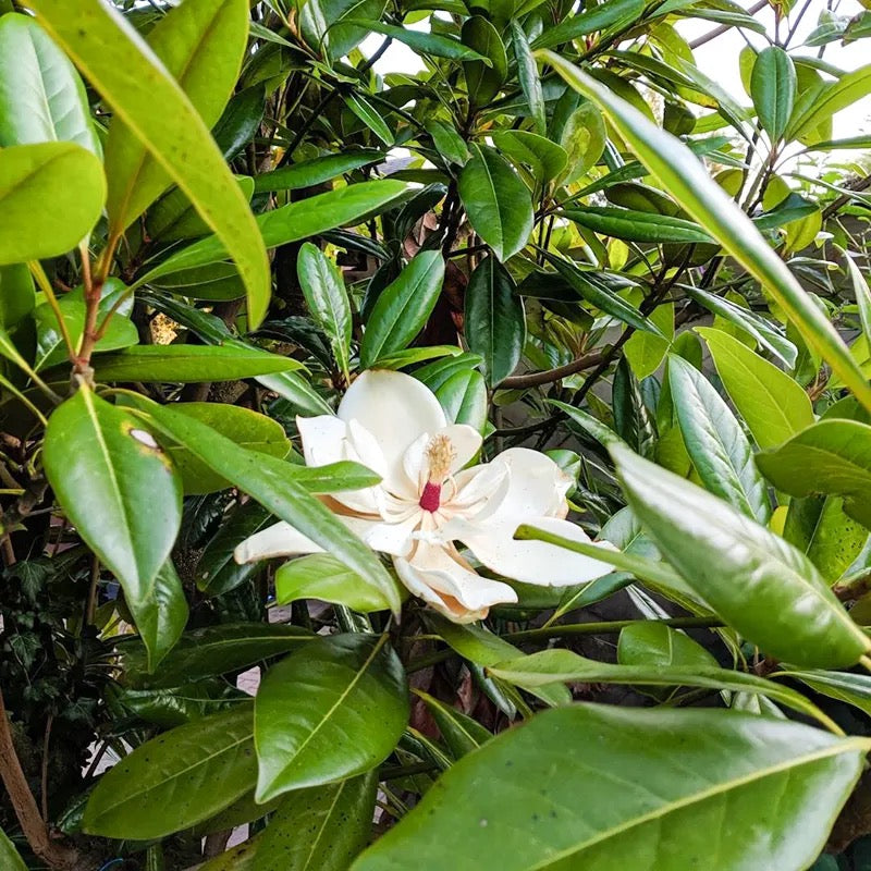 White Magnolia grandiflora, Him Champa – Plant