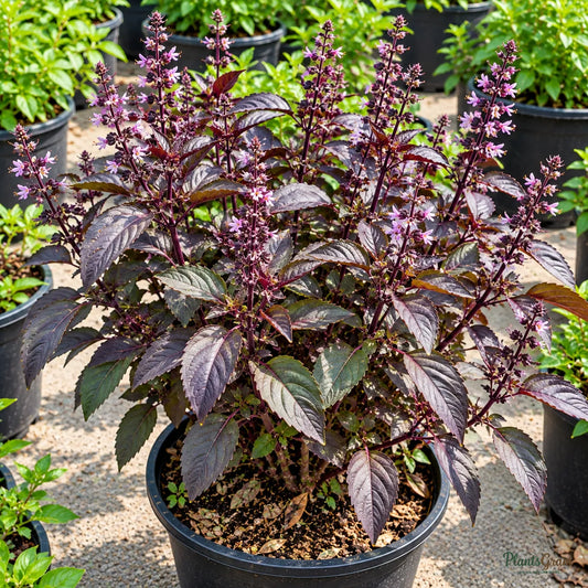 Shyama Tulsi Seeds (Indian Black Basil) – 30–40 Seeds