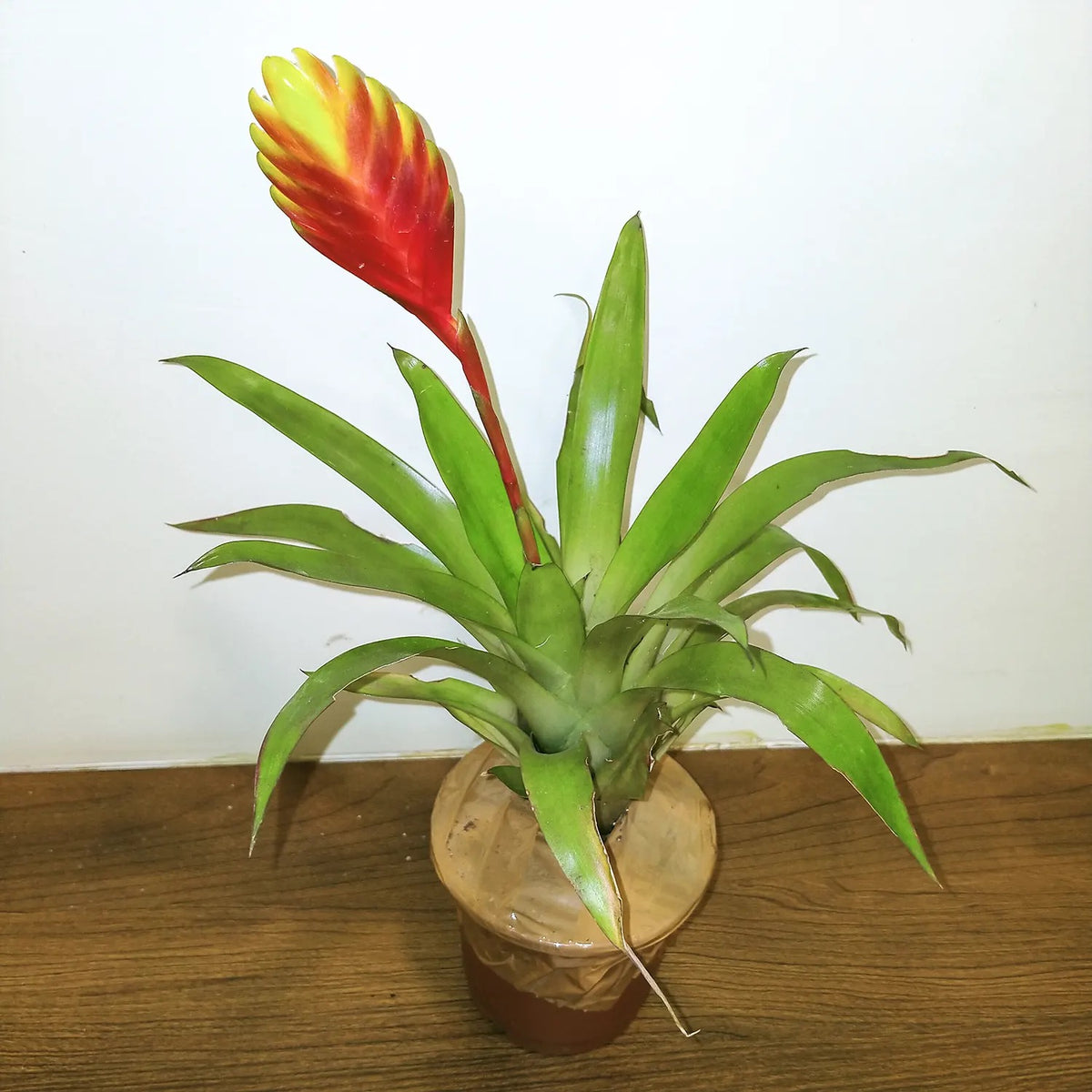 Bromeliad Vriesea Splendens, Flaming Sword – Plant