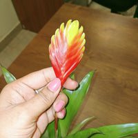 Bromeliad Vriesea Splendens, Flaming Sword – Plant