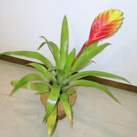 Bromeliad Vriesea Splendens, Flaming Sword – Plant
