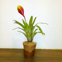Bromeliad Vriesea Splendens, Flaming Sword – Plant