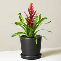 Bromeliad Vriesea Splendens, Flaming Sword – Plant